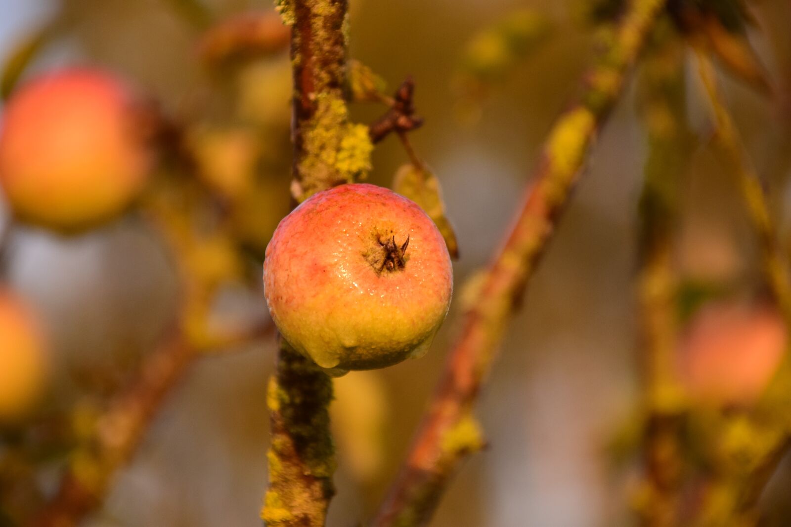 Nikon D3300 sample photo. Apple, apple tree, tree photography
