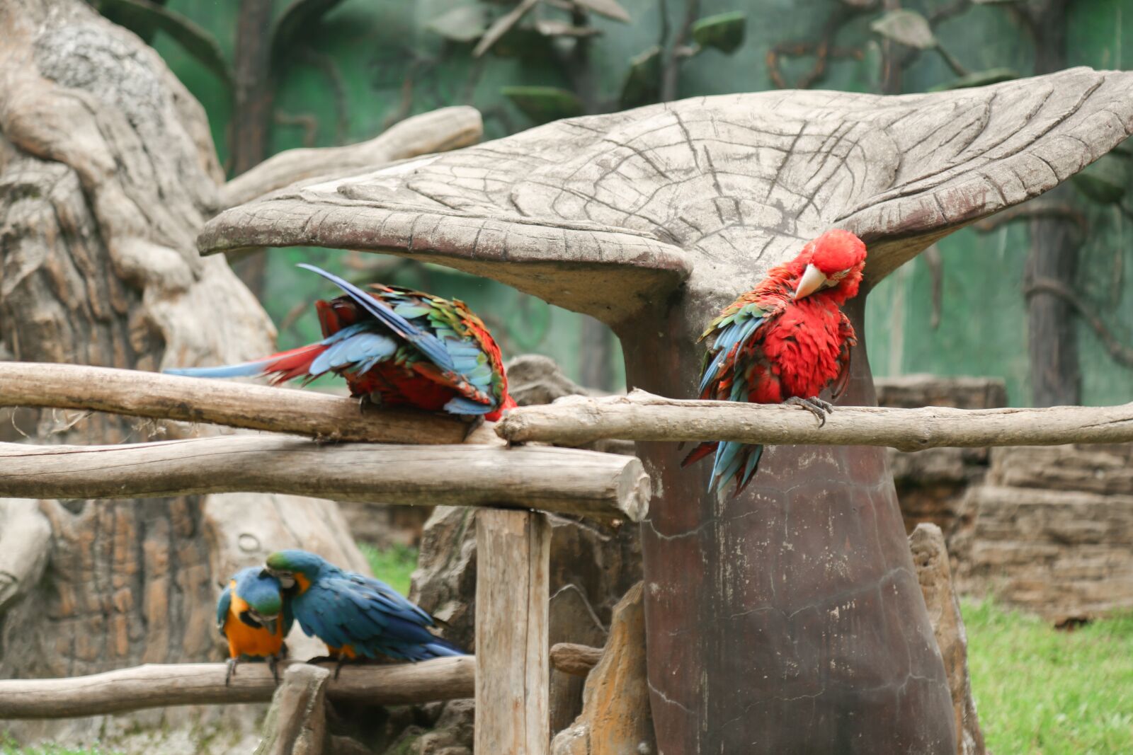 Canon EF 24-105mm F4L IS USM sample photo. Animal, zoo, dangerous photography