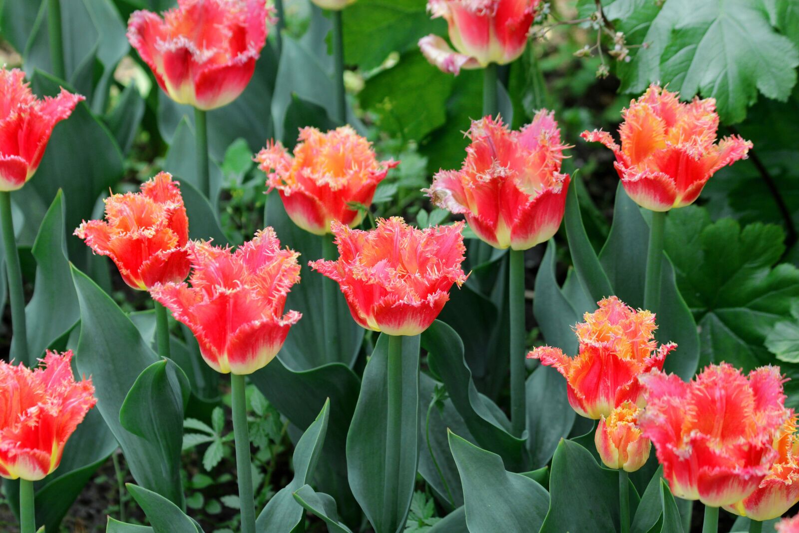 Canon EOS 650D (EOS Rebel T4i / EOS Kiss X6i) sample photo. Tulips, red tulips, flowers photography