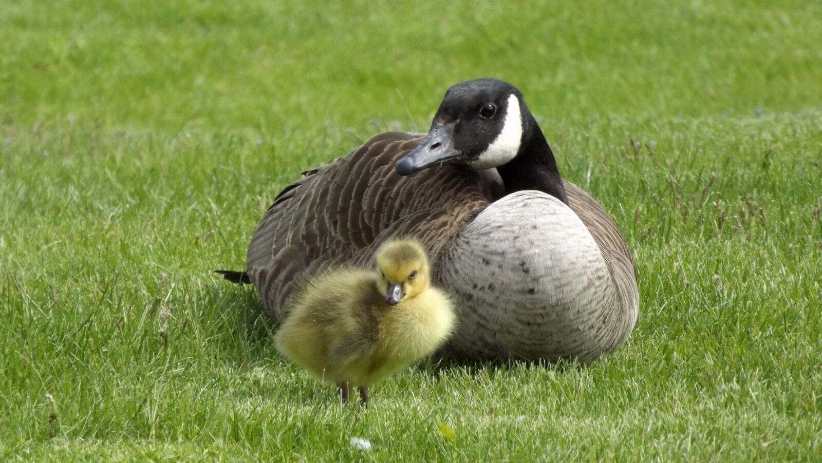 Fujifilm FinePix S3400 sample photo. Wild birds, fauna, duck photography