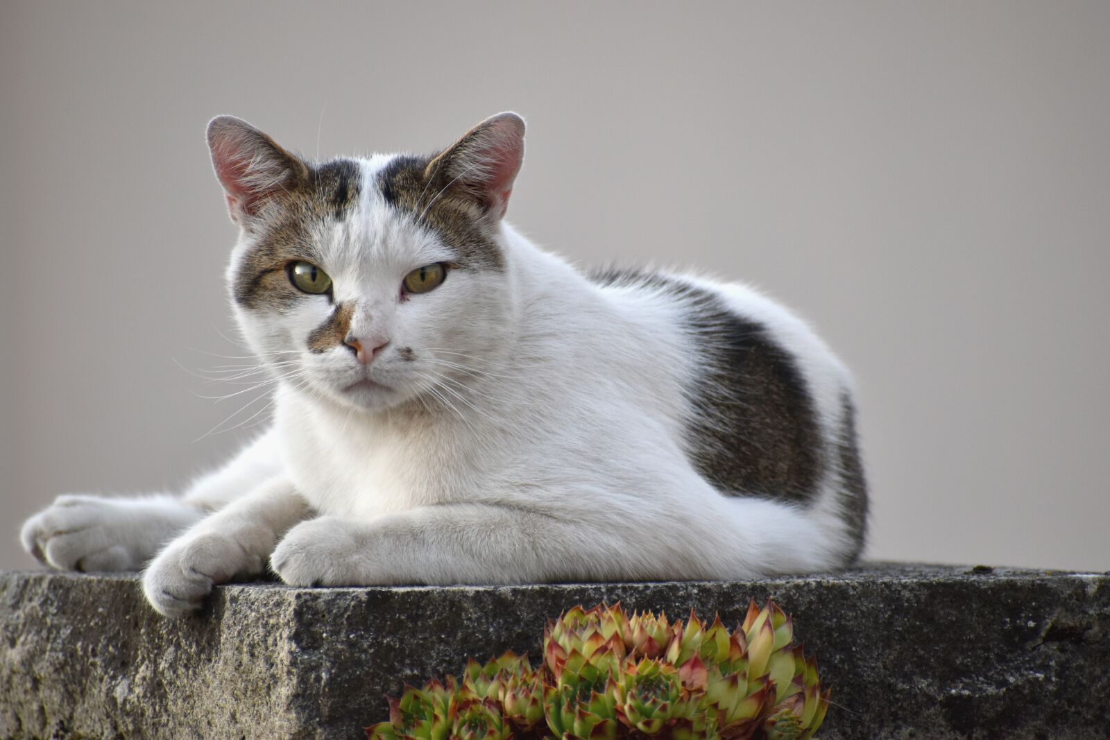 Nikon D5600 sample photo. Cat, installation, elongate photography