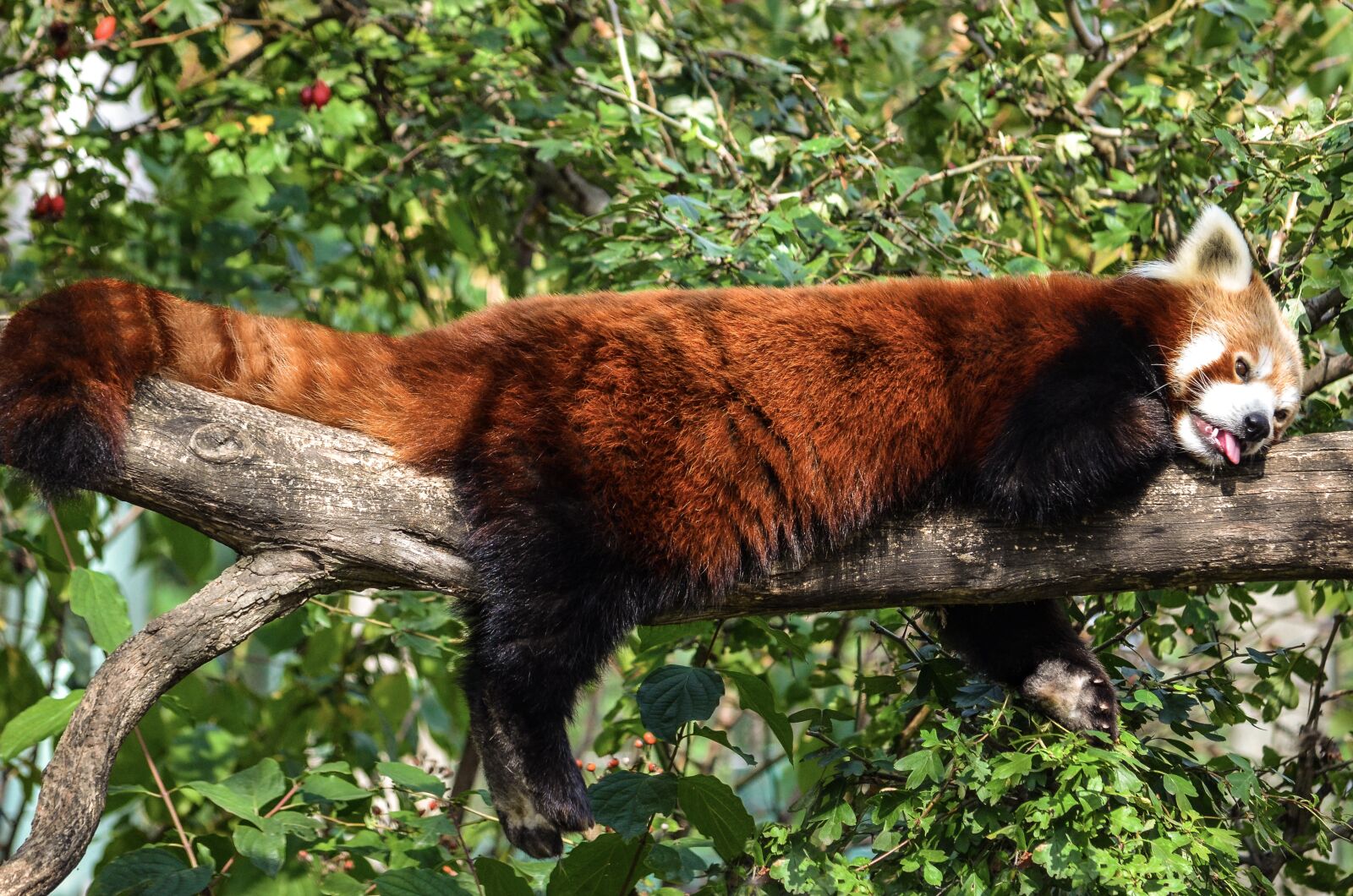 Nikon D5100 sample photo. Panda, funny, depend photography