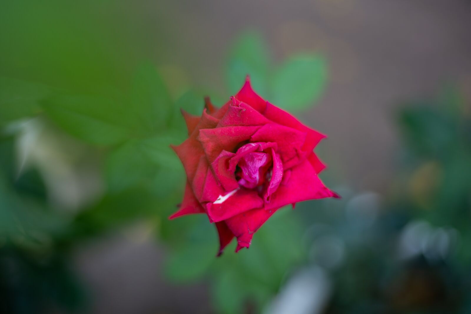 Canon EOS RP + Canon EF 50mm F1.8 STM sample photo. Flower, rose, a rose photography
