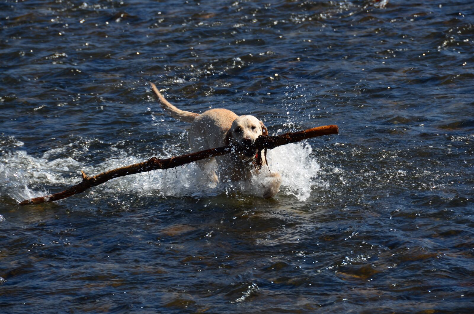 Nikon D7000 sample photo. Dog, play, dogs playing photography