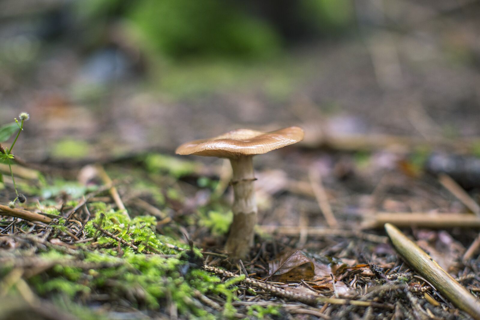 Canon EF 50mm F1.2L USM sample photo. Autumn, mushroom, forest photography
