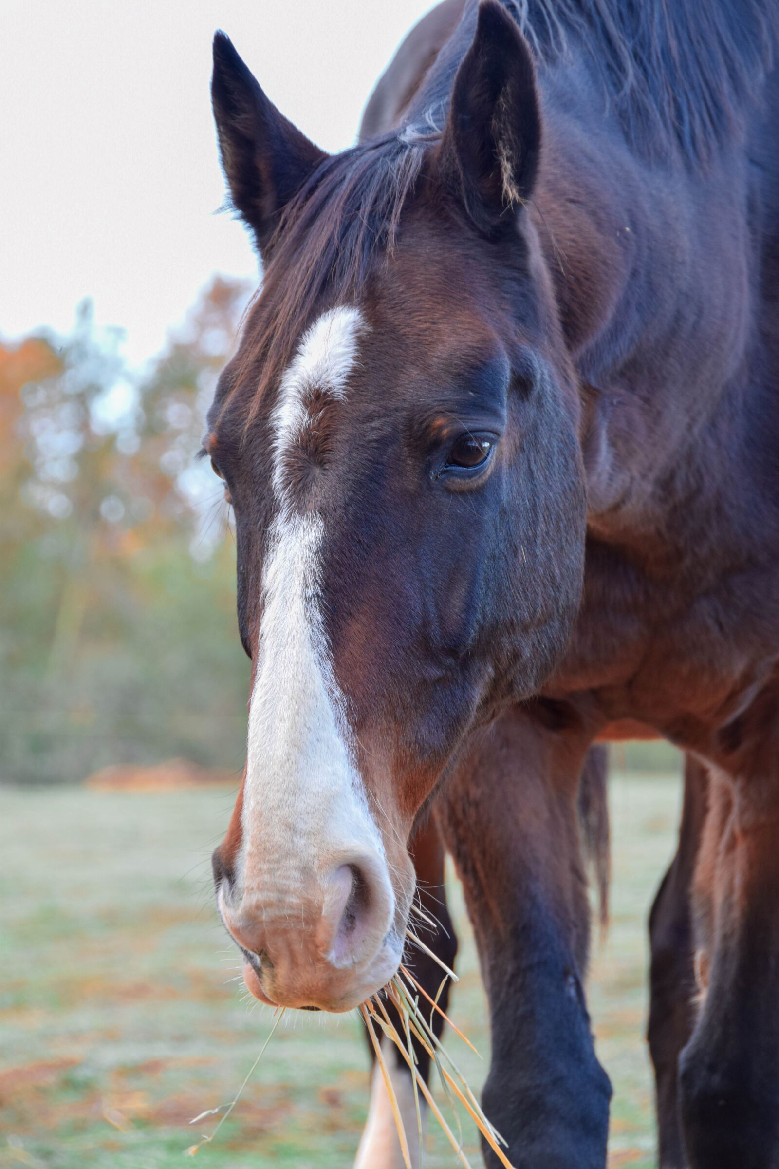 Nikon D5300 sample photo. Horse, equestrian, wild photography