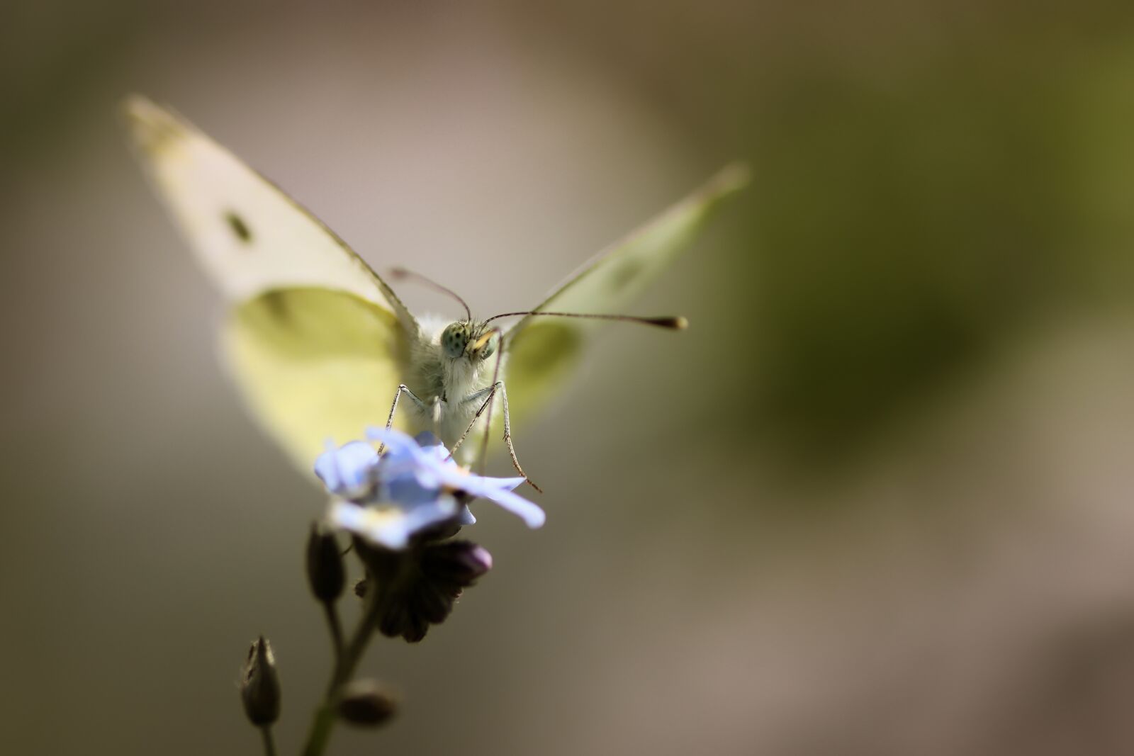 Tamron SP 90mm F2.8 Di VC USD 1:1 Macro sample photo. White, butterfly, summer photography