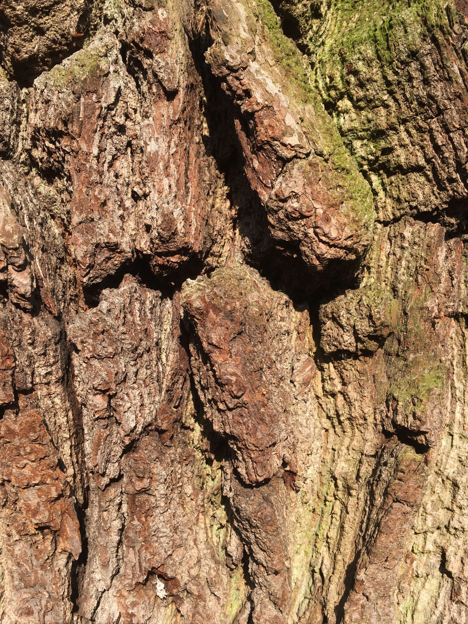 Apple iPhone 6s sample photo. Log, old tree, gnarled photography