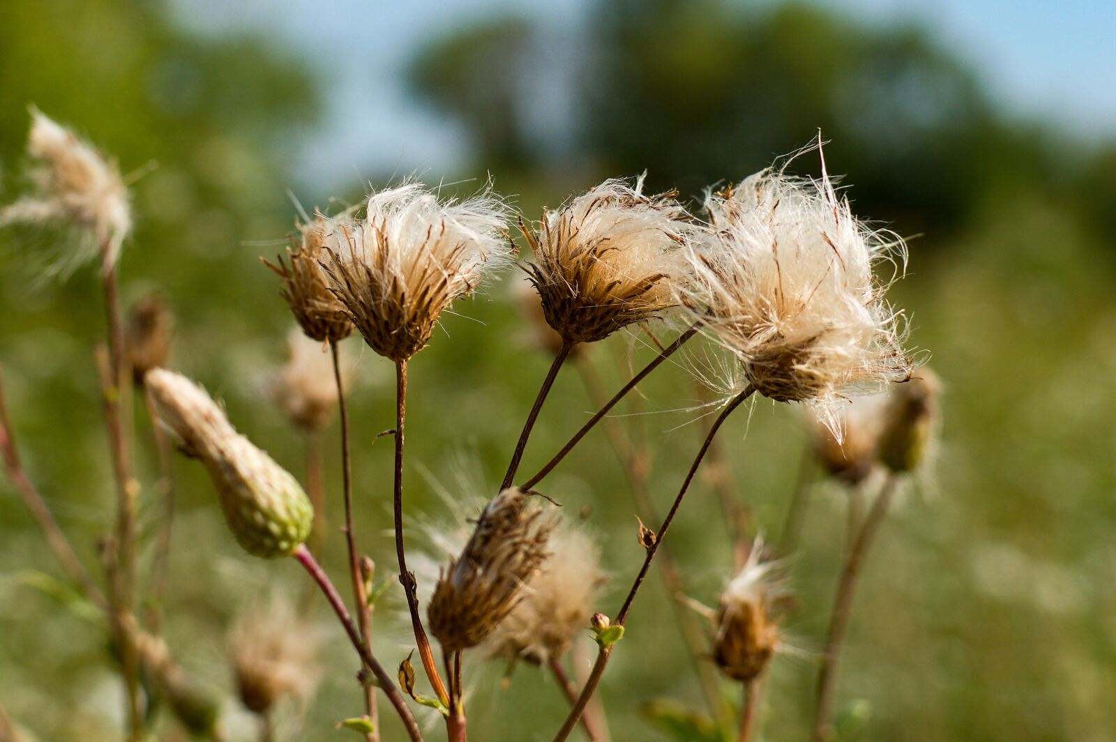 Nikon D3200 sample photo. Plant, nature, summer photography