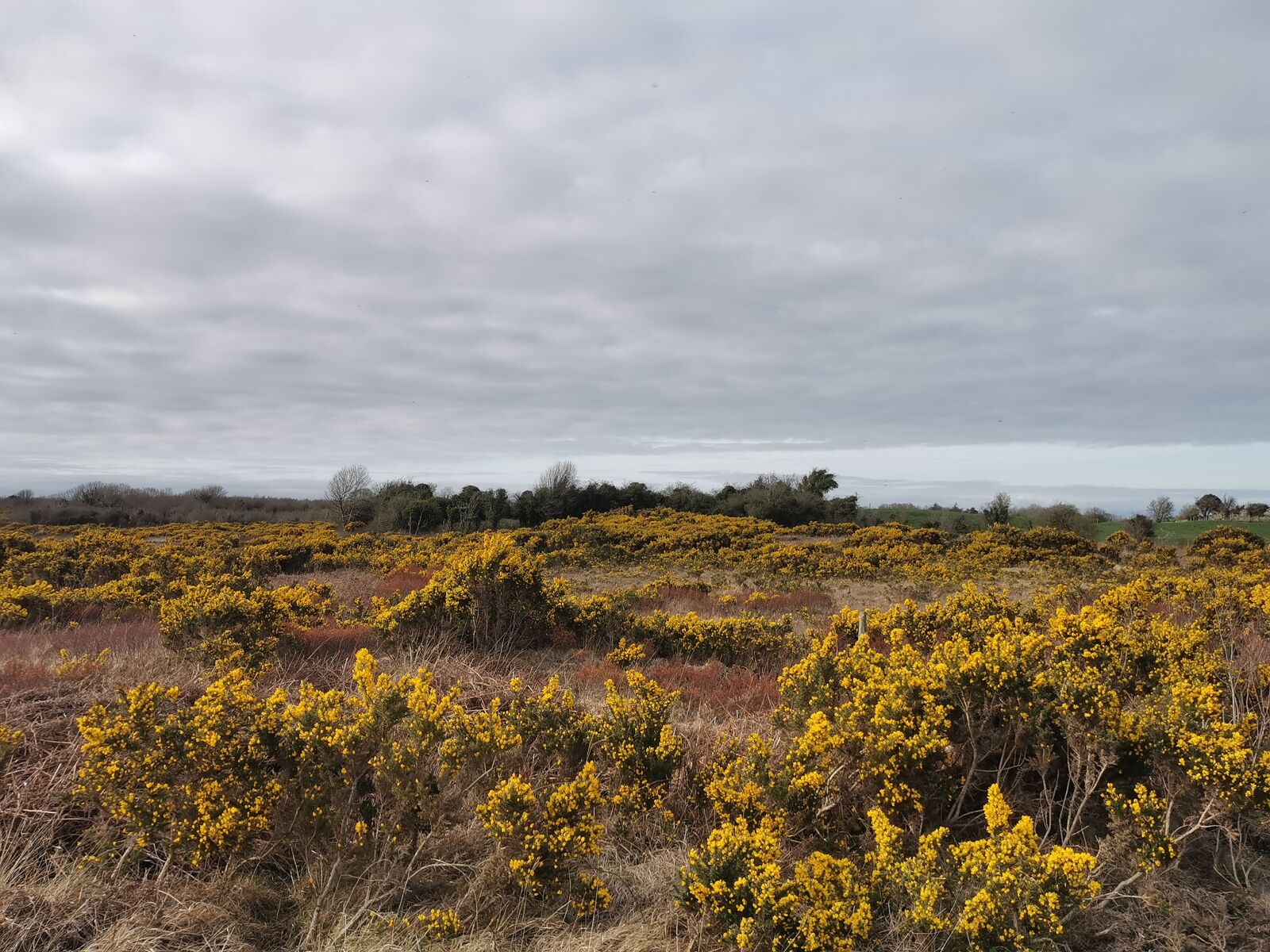 HUAWEI P30 sample photo. Spring, gorse, ireland photography