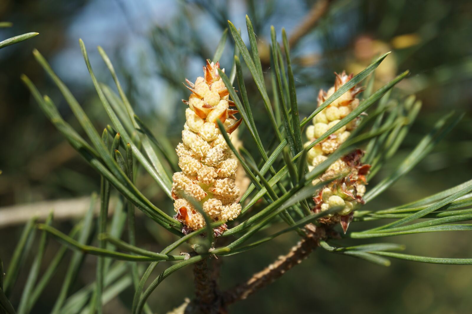 Sony a6000 sample photo. Pinus sylvestris, scots pine photography