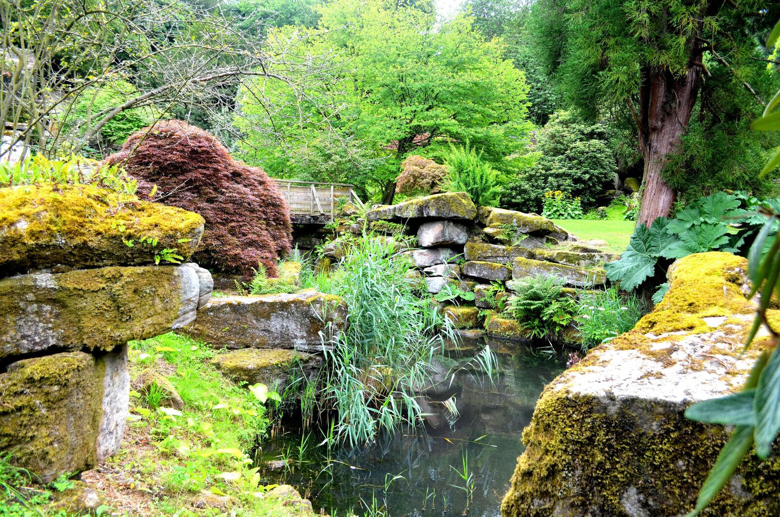 Nikon D5100 sample photo. Chatsworth gardens, plants, pond photography