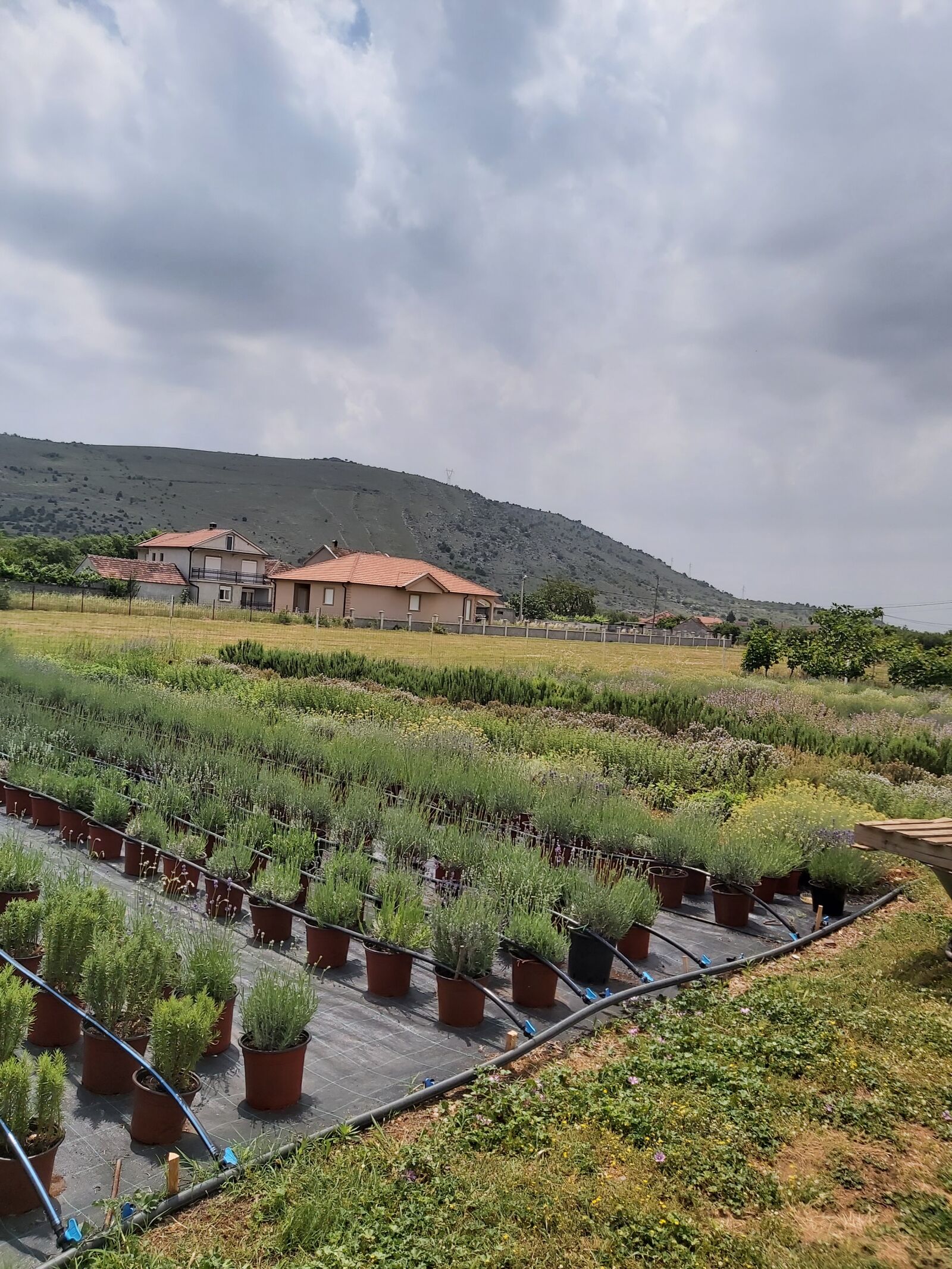 Samsung Galaxy A70 sample photo. Lavander, plant production, medical photography
