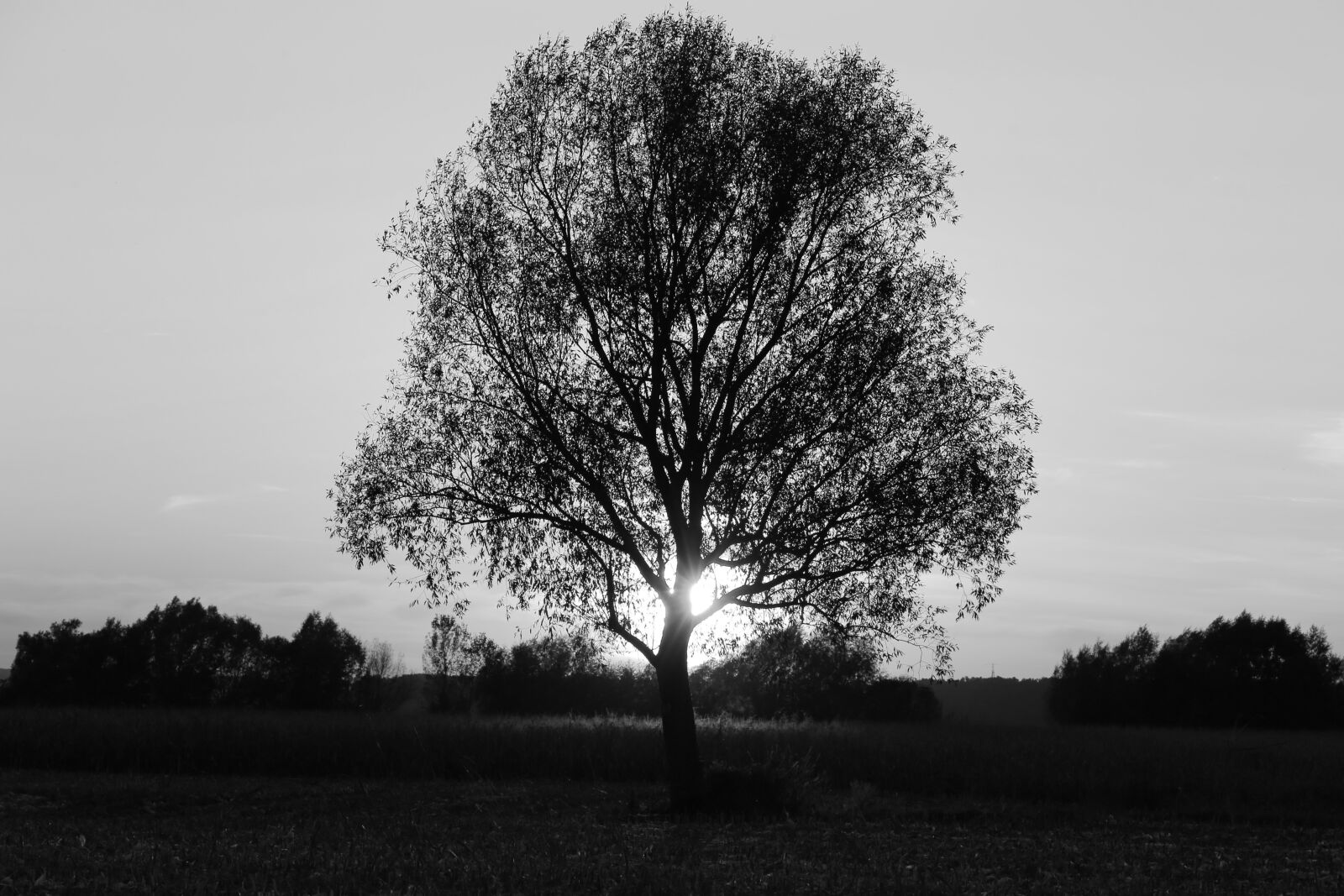 Canon EOS 6D sample photo. Tree, sunset, black and photography