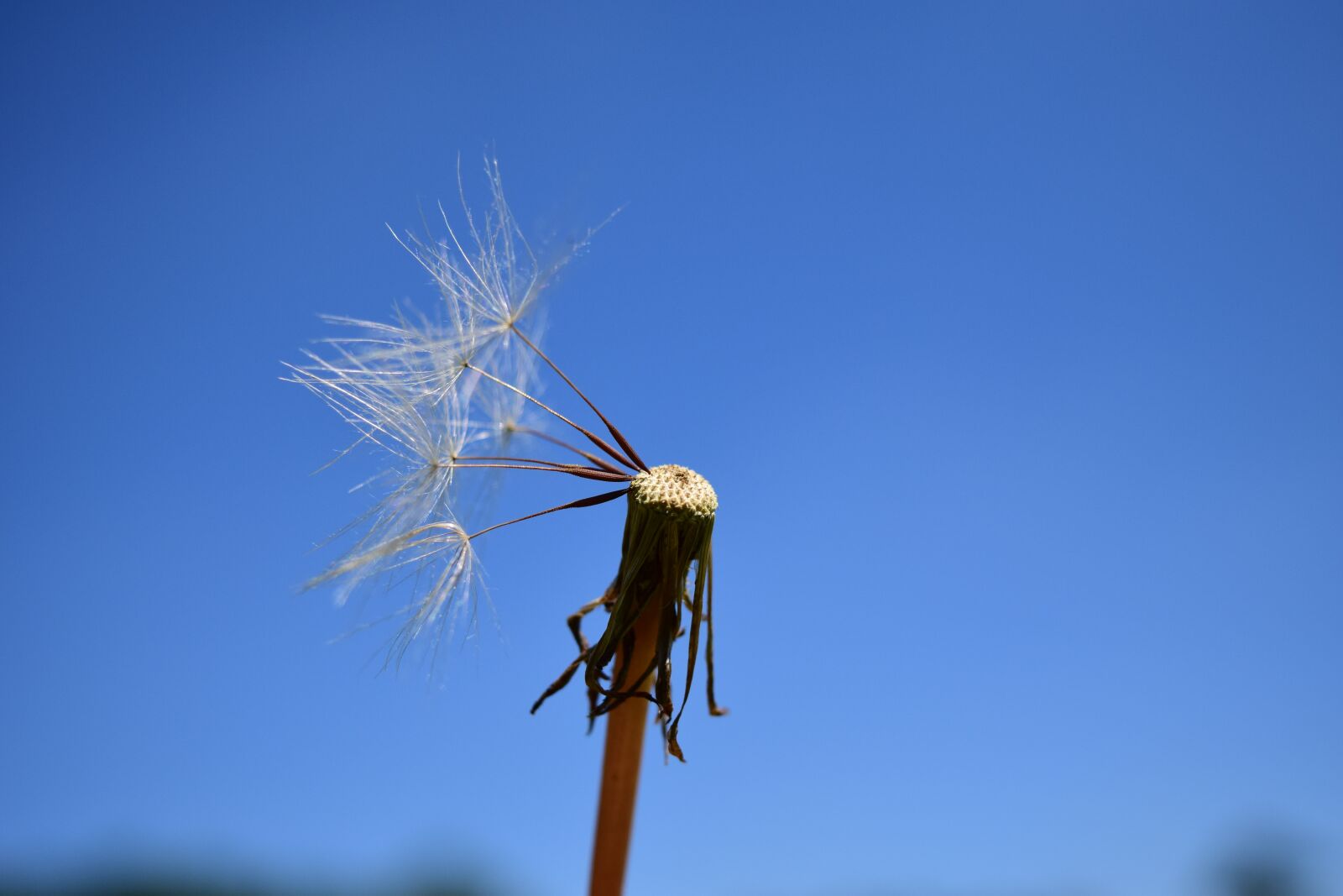 Nikon D3300 sample photo. Dandelion, seeds, close up photography