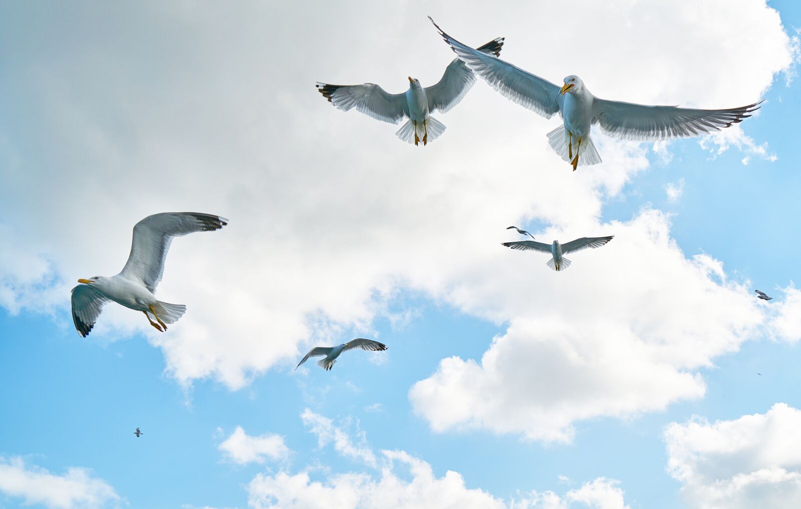 Sony a7R II sample photo. Gulls, bird, fly photography