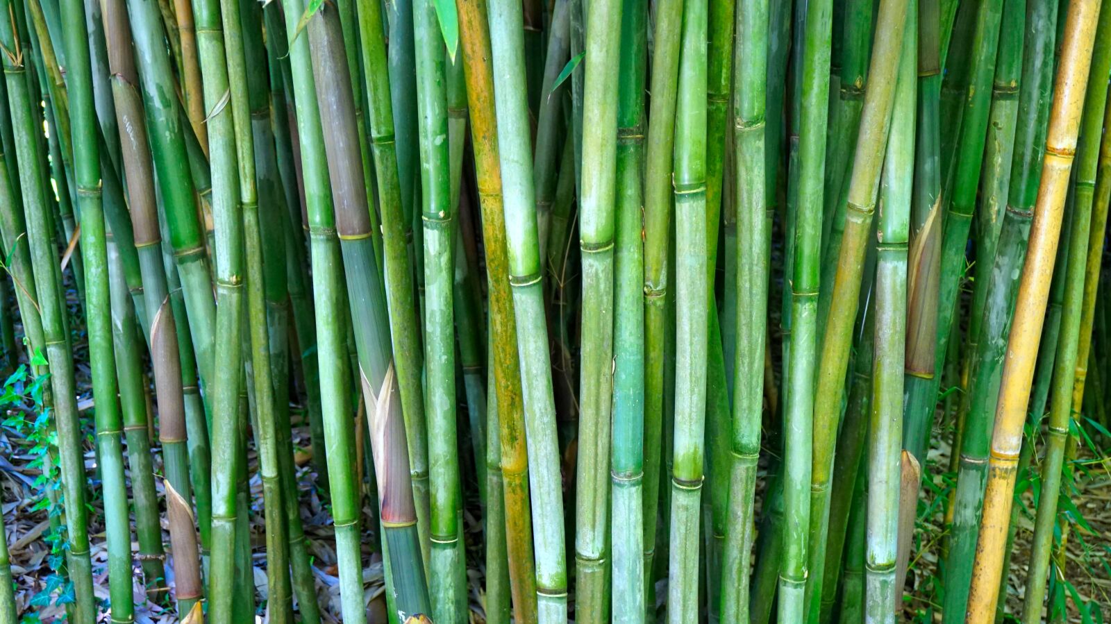 Sony Alpha a5000 (ILCE 5000) sample photo. Bamboo, rods, bamboo rods photography
