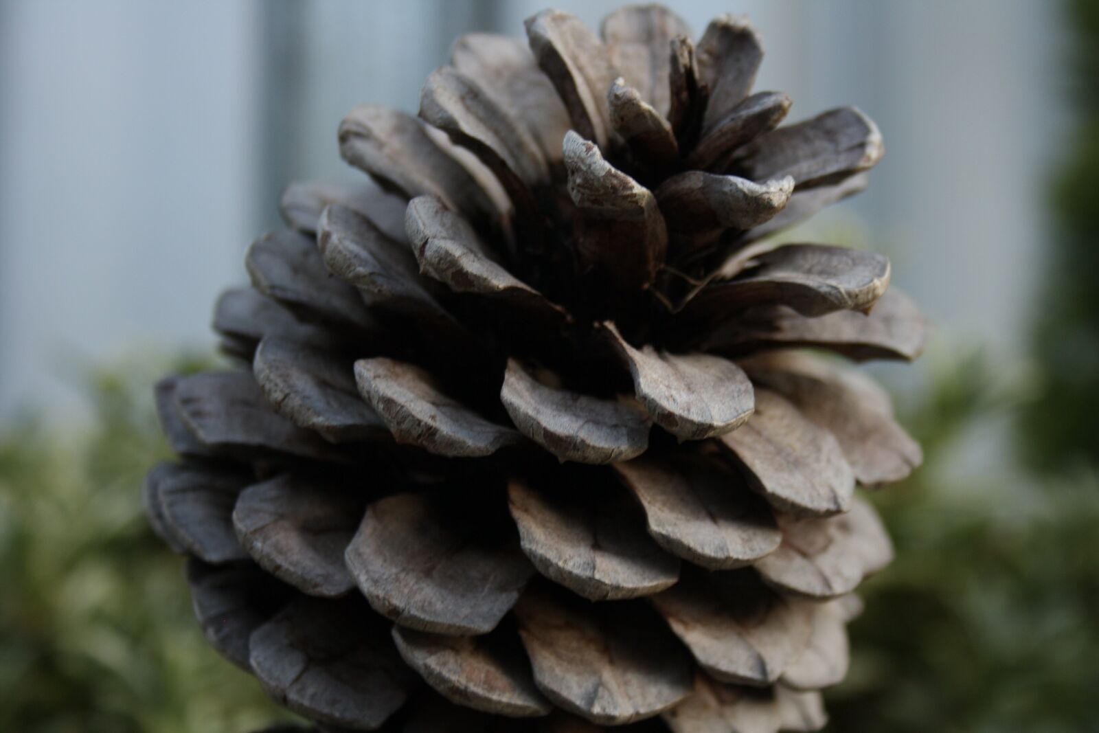 Canon EOS 1000D (EOS Digital Rebel XS / EOS Kiss F) sample photo. Pine cone, pinecone, wood photography