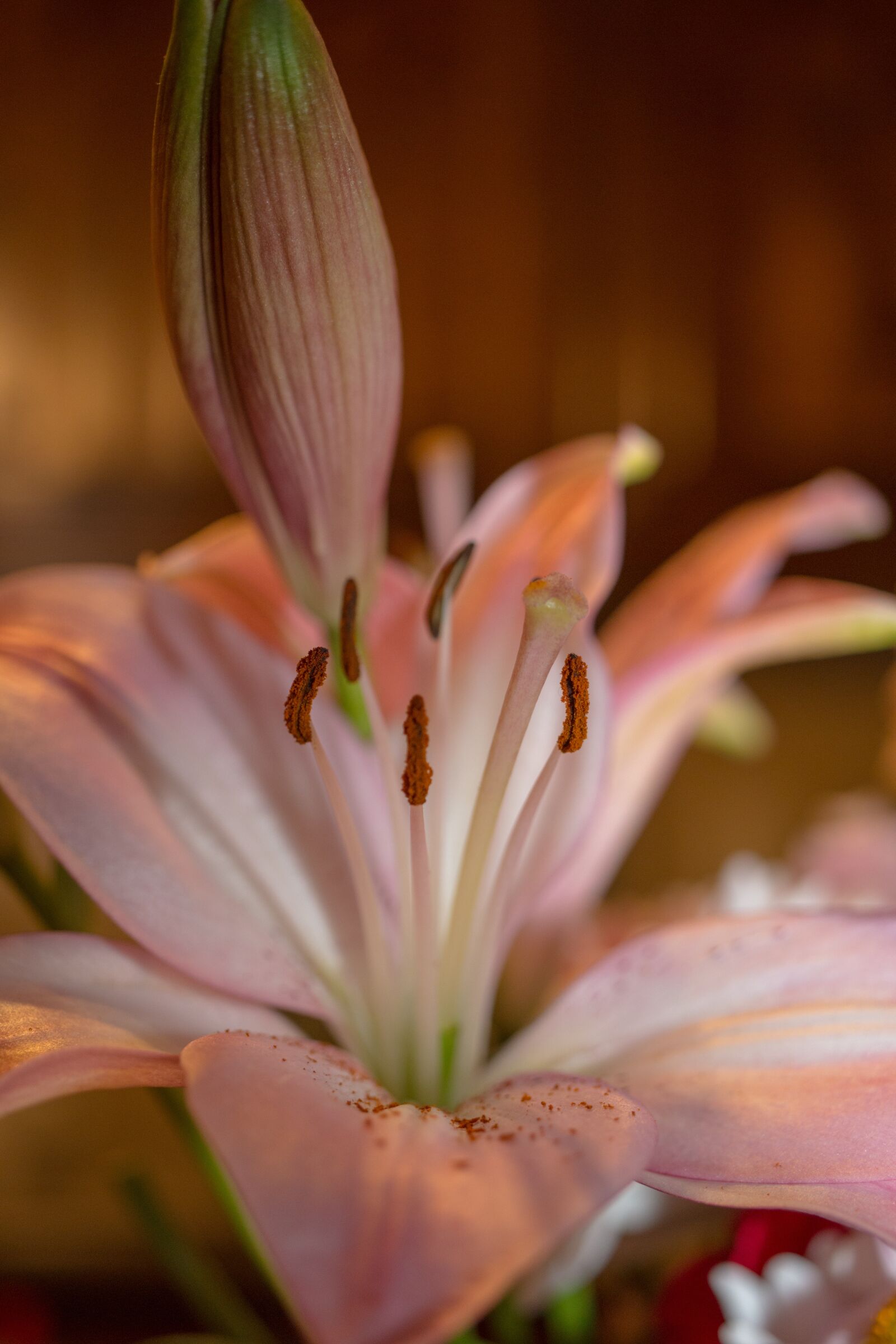 Canon EOS 70D sample photo. Flower, pink, blossom photography