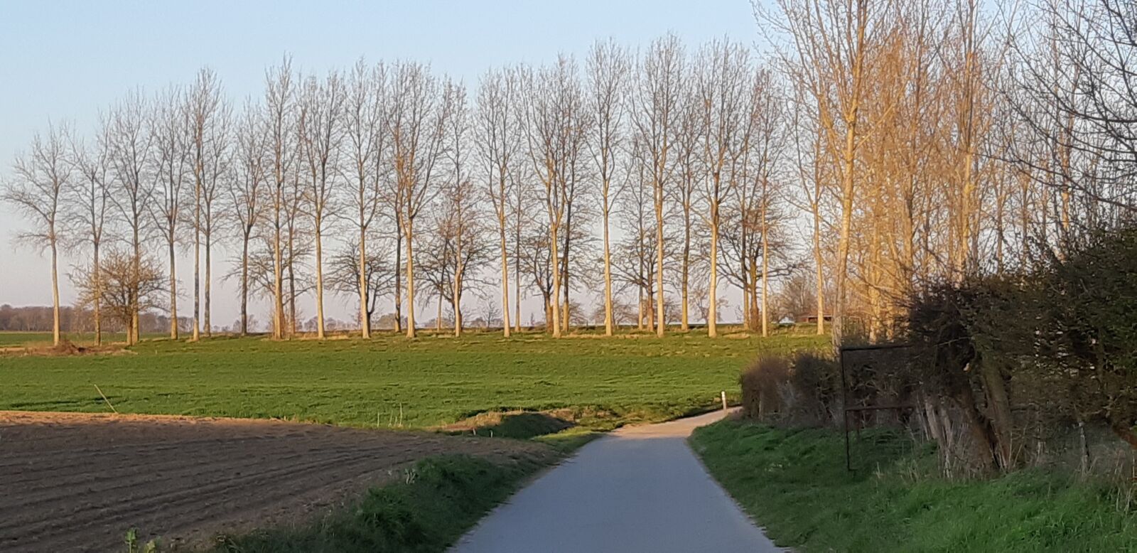 Samsung Galaxy A8(2018) sample photo. Road, trees, sun photography