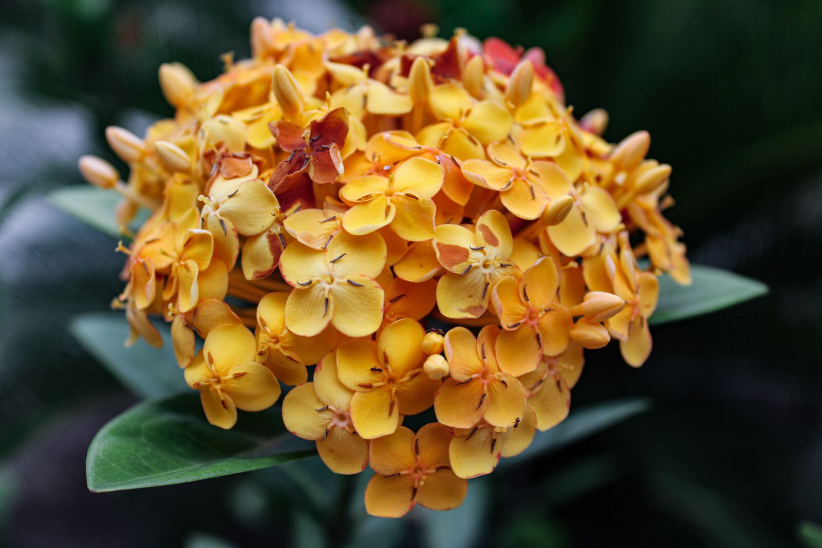 Canon EOS 2000D (EOS Rebel T7 / EOS Kiss X90 / EOS 1500D) sample photo. Flower, beauty, at photography