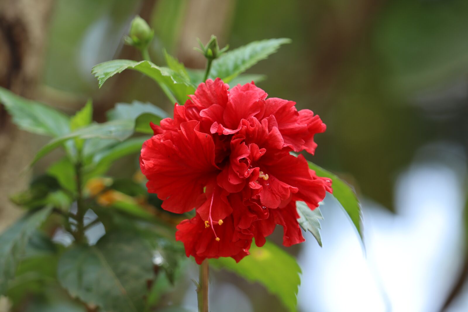 Canon EOS 250D (EOS Rebel SL3 / EOS Kiss X10 / EOS 200D II) sample photo. Flower, nature, kerala photography