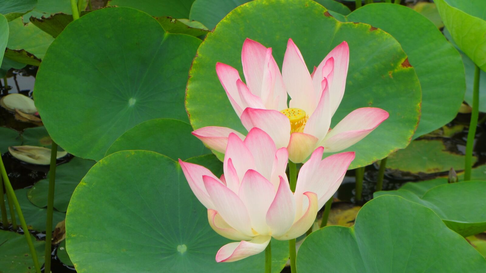 Canon PowerShot SX220 HS sample photo. Flower, lotus, pond photography