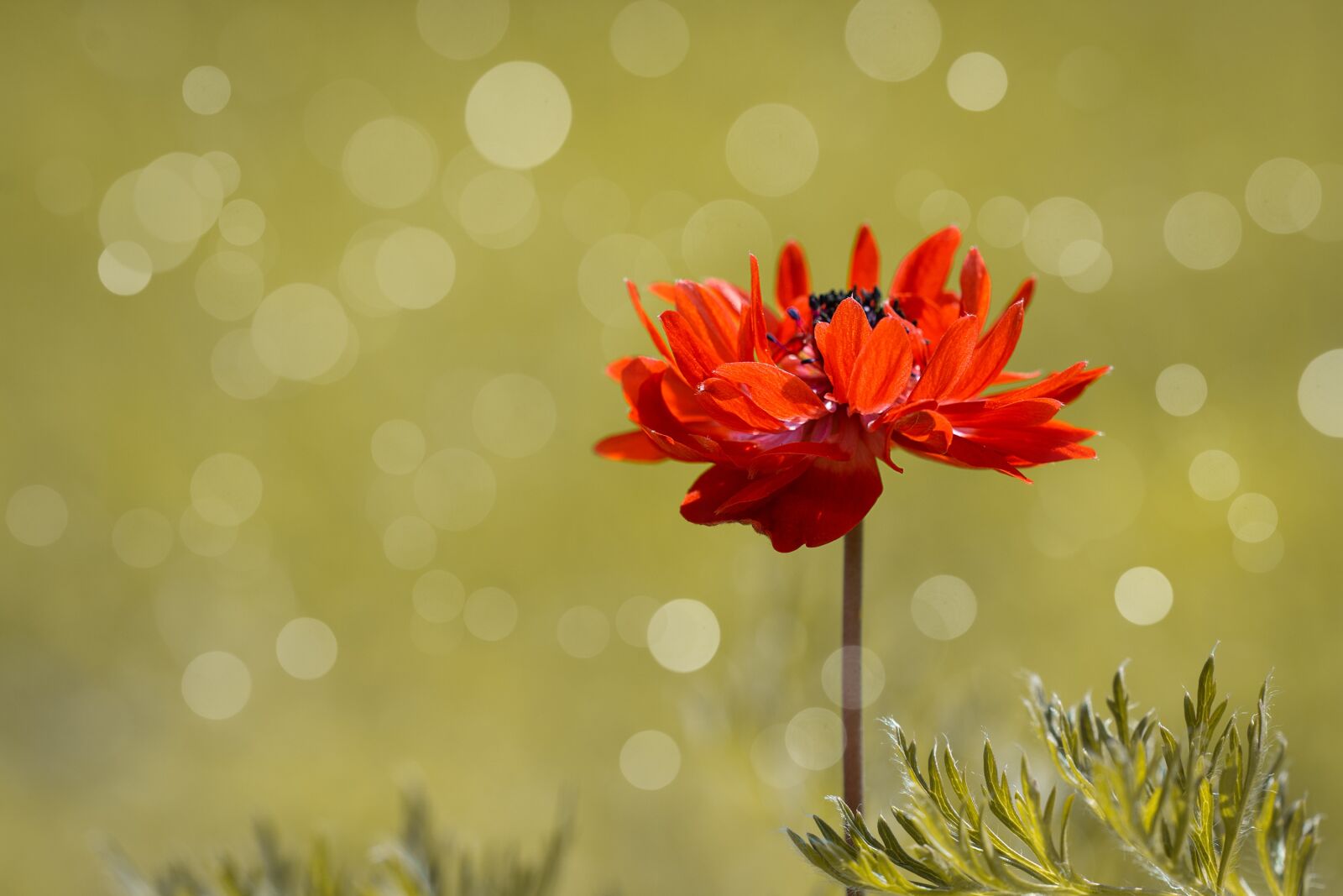 Nikon D7100 sample photo. Anemone, crown anemone, flower photography
