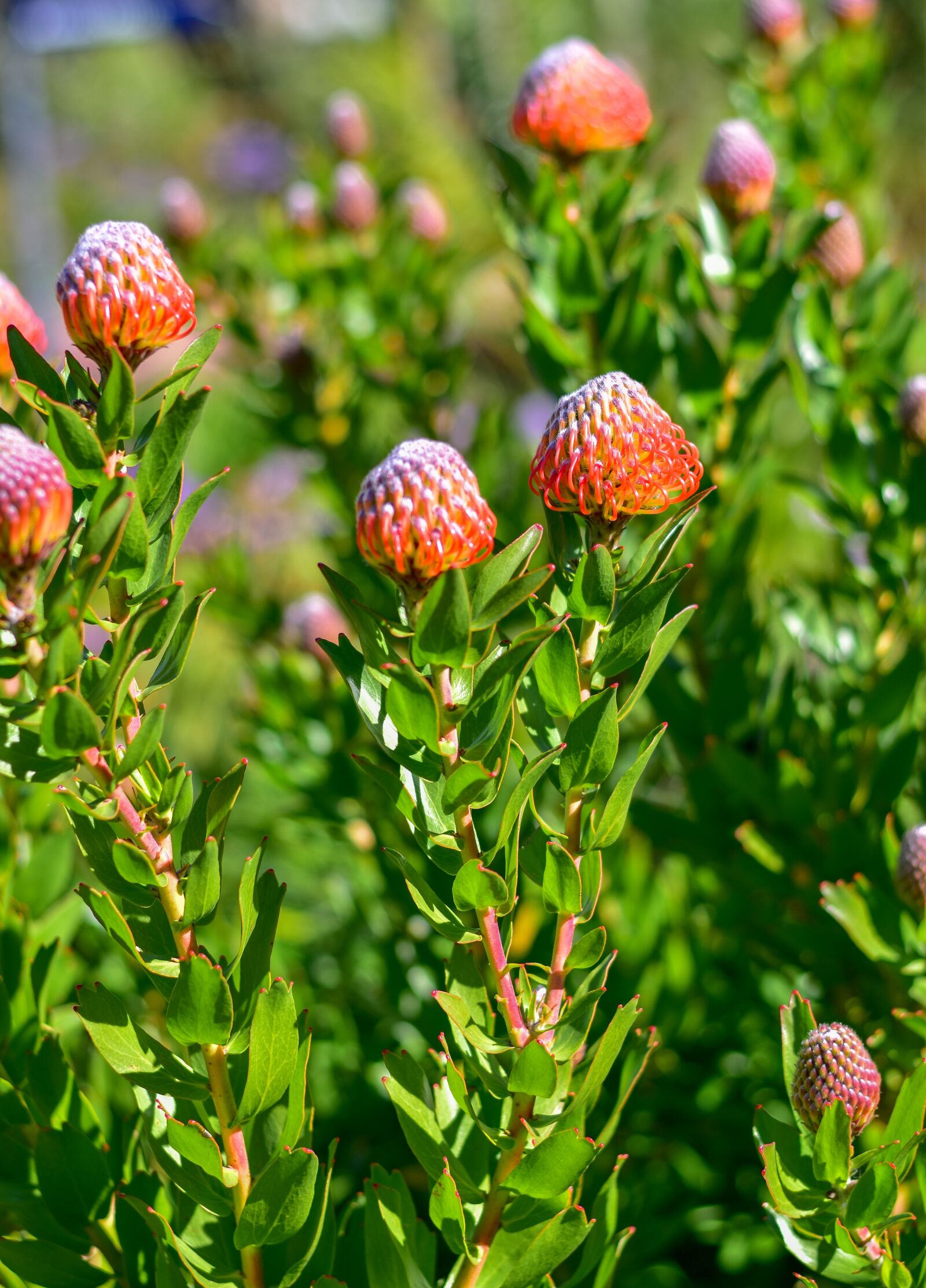 Nikon D5500 sample photo. Pin cushion, flower, nature photography