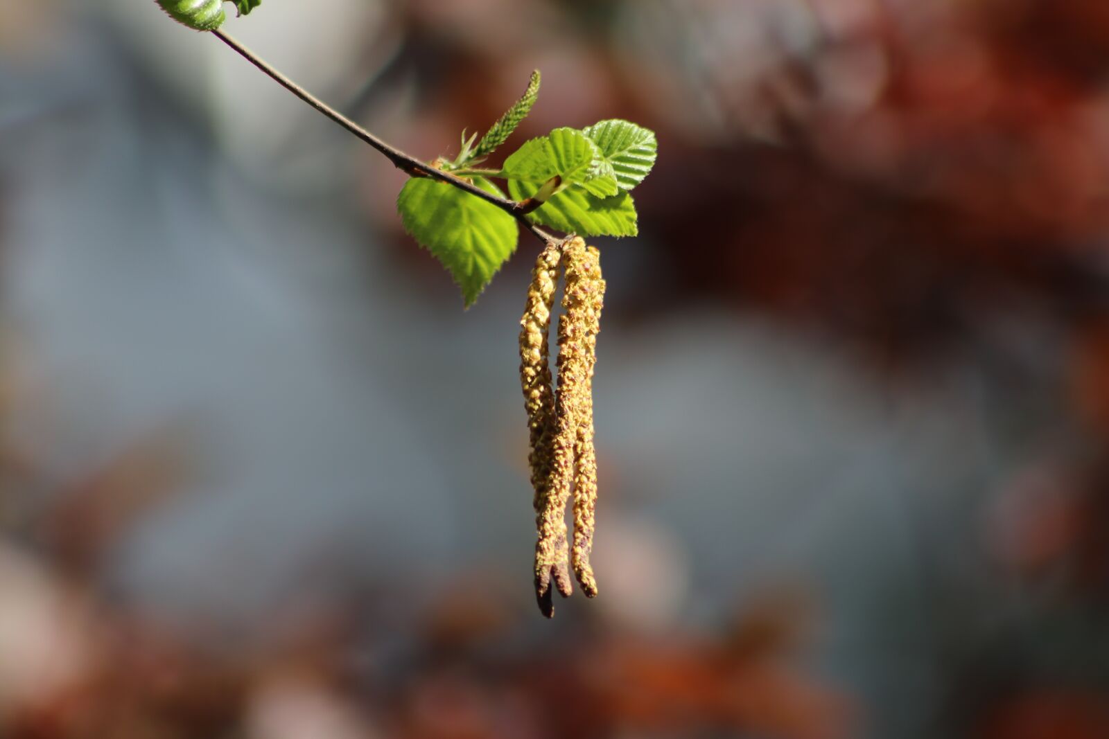 Canon EOS 800D (EOS Rebel T7i / EOS Kiss X9i) sample photo. Birch, leaves, birch catkins photography