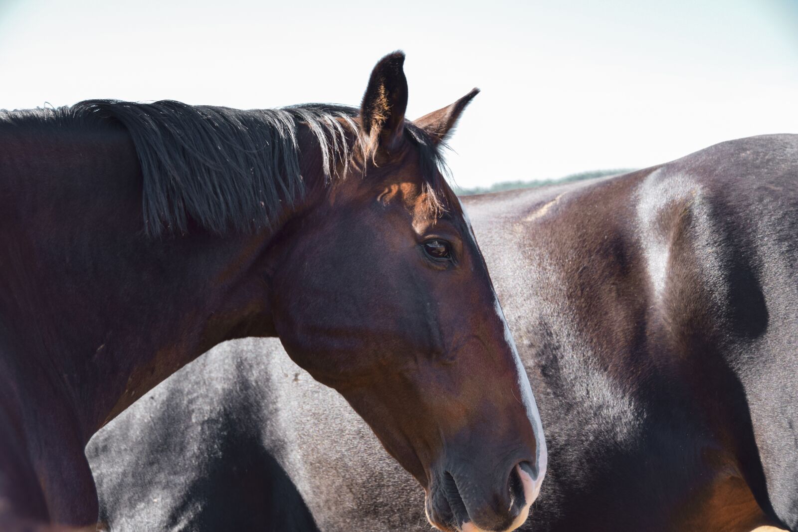 Nikon D5300 sample photo. Horse, horses, equine photography