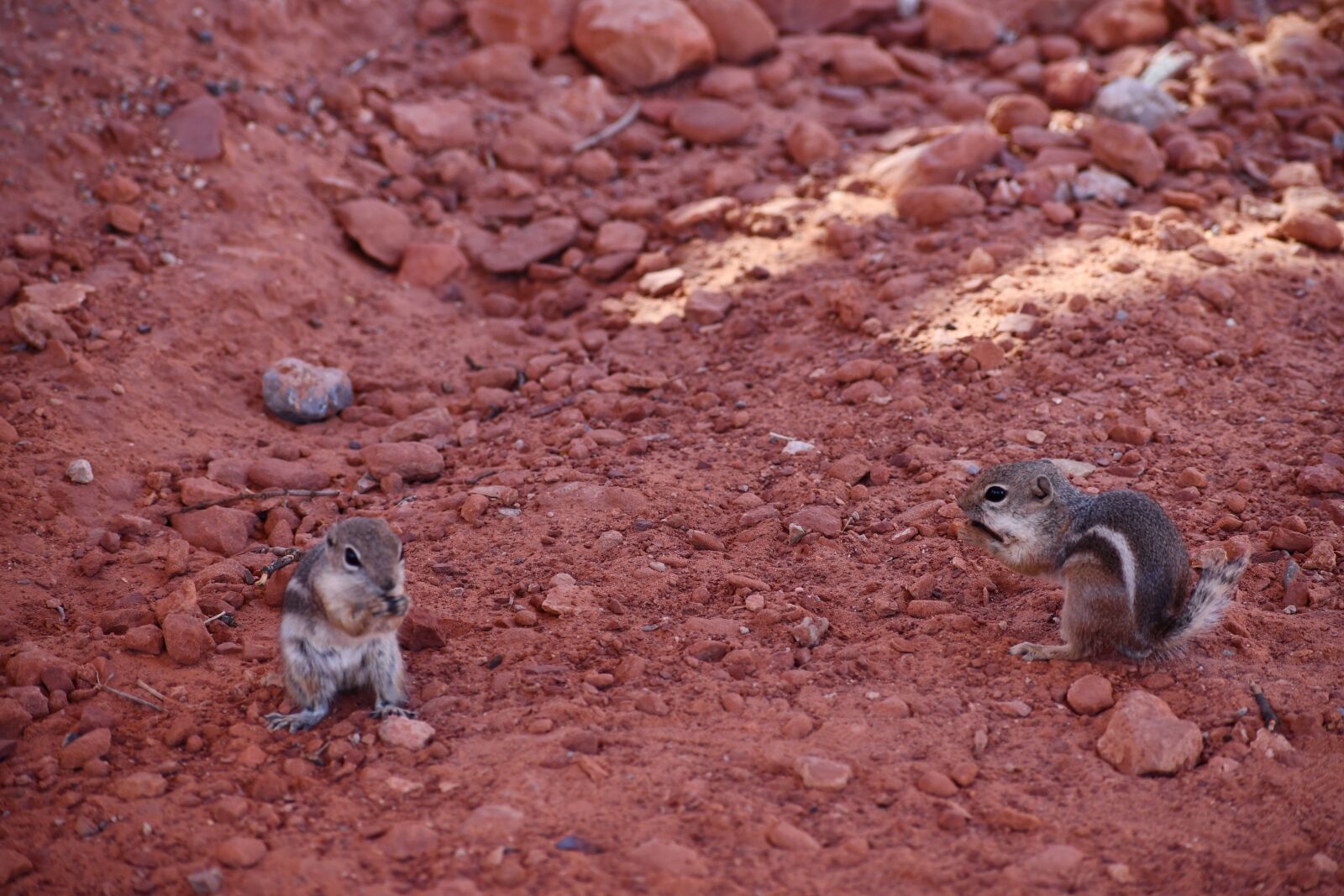 Nikon D7500 sample photo. Chipmunk, party, oreo picnic photography