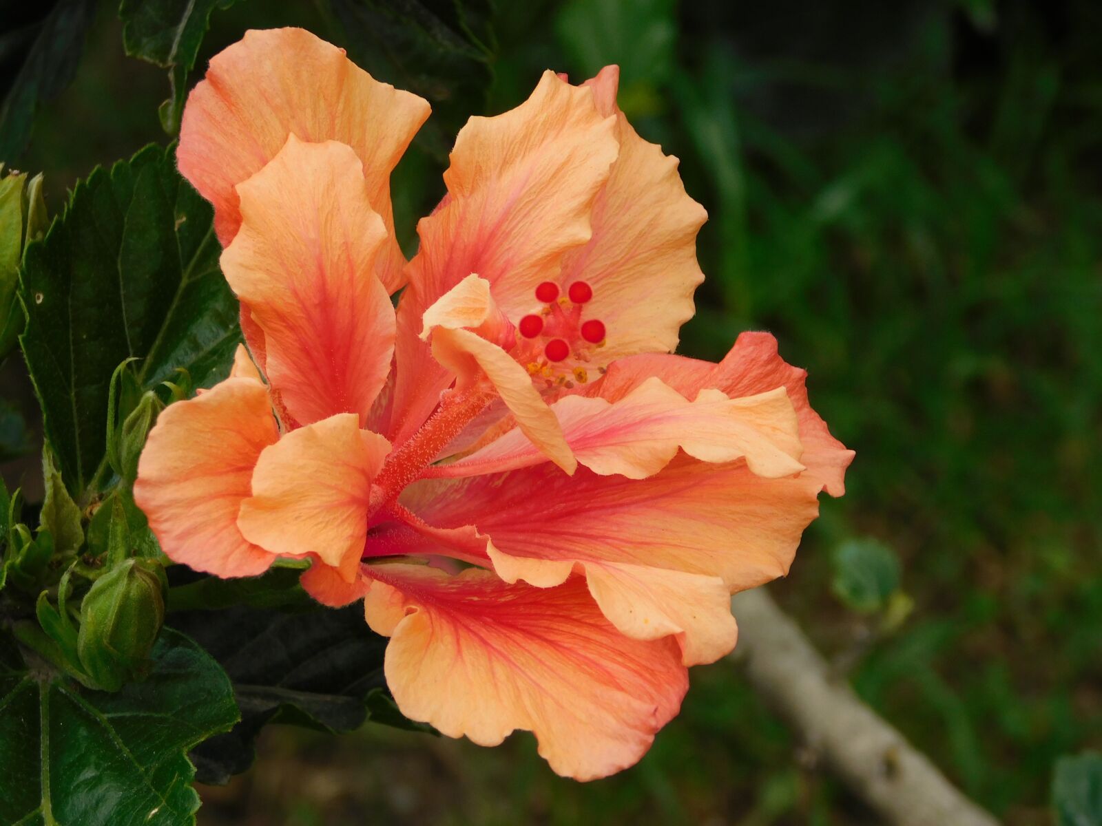 Nikon Coolpix B500 sample photo. Flowers, nature, salmon photography