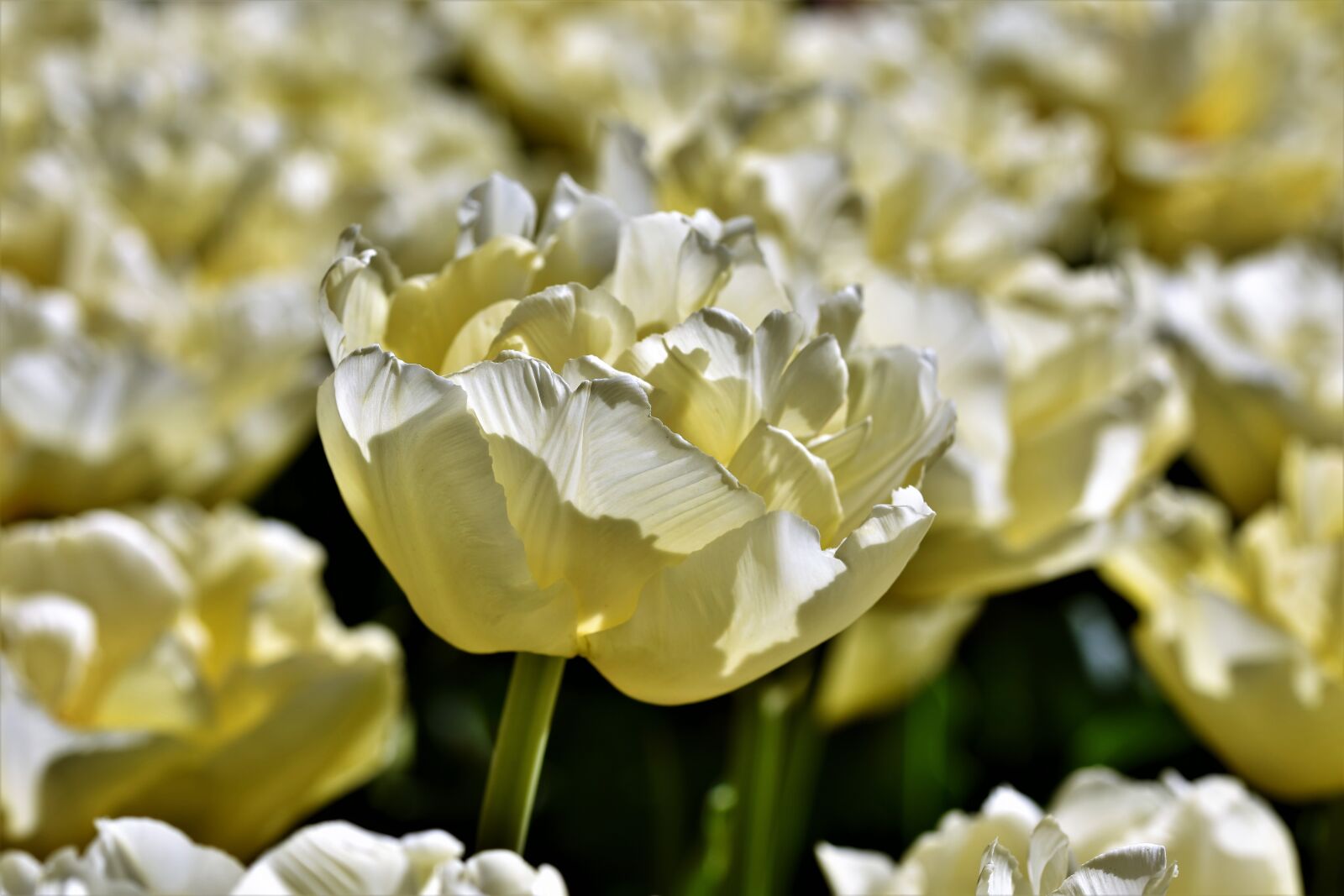 Nikon D7200 sample photo. Tulip, tulpenbluete, tulip field photography