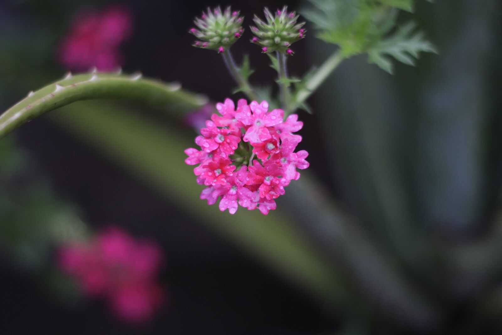 Canon EOS 800D (EOS Rebel T7i / EOS Kiss X9i) sample photo. Pink, flower, spring photography