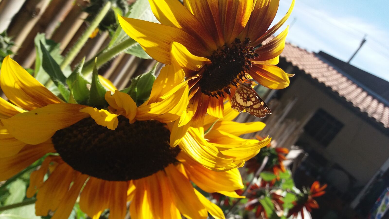 Samsung Galaxy J5 sample photo. Flor, girassol, jardim photography