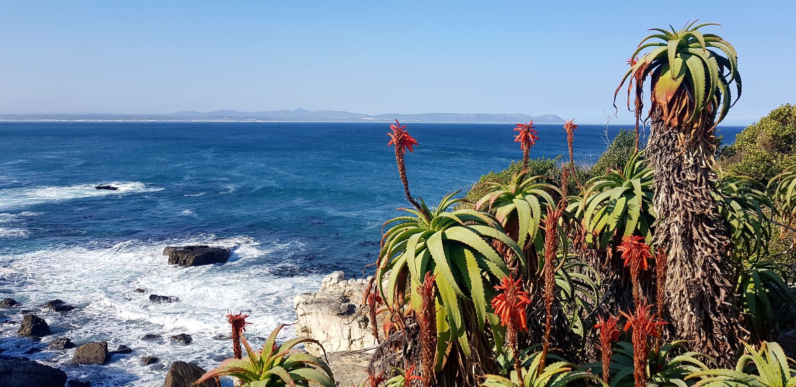 Samsung Galaxy S8+ sample photo. Aloe flower, atlantic ocean photography