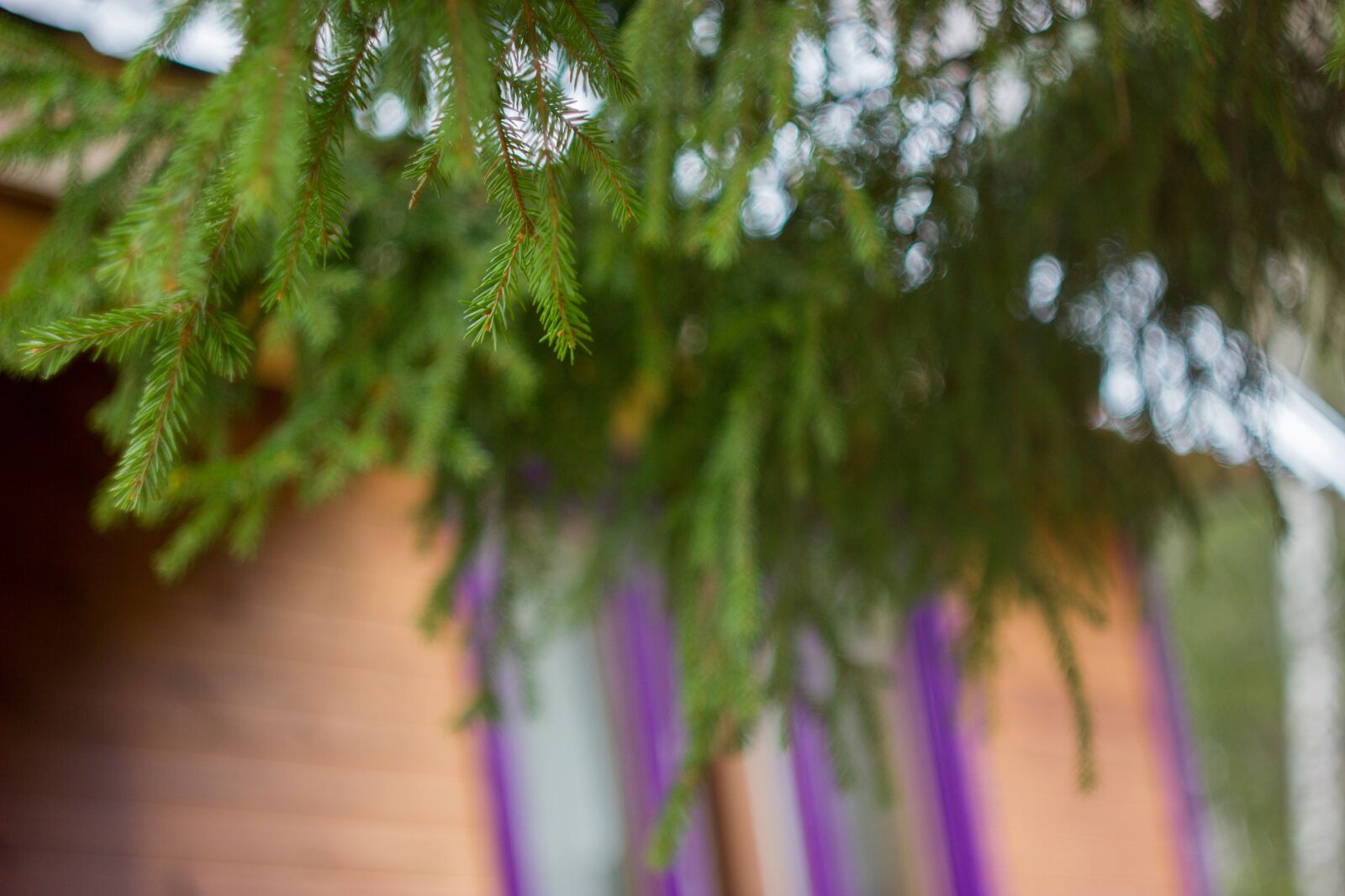 Canon EOS 550D (EOS Rebel T2i / EOS Kiss X4) sample photo. Dacha, tree, house photography