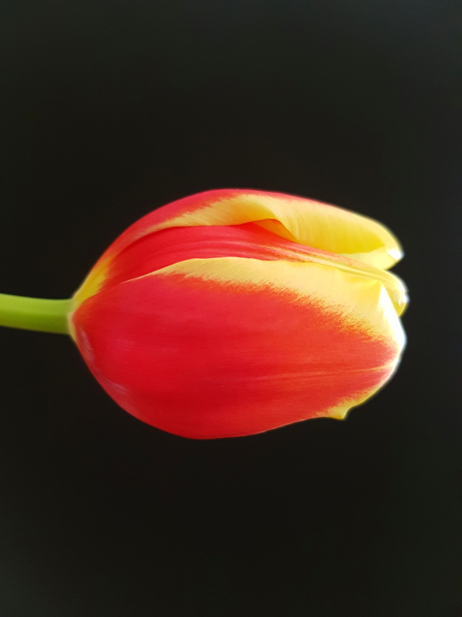 Samsung Galaxy S7 sample photo. Tulip, flower, nature photography