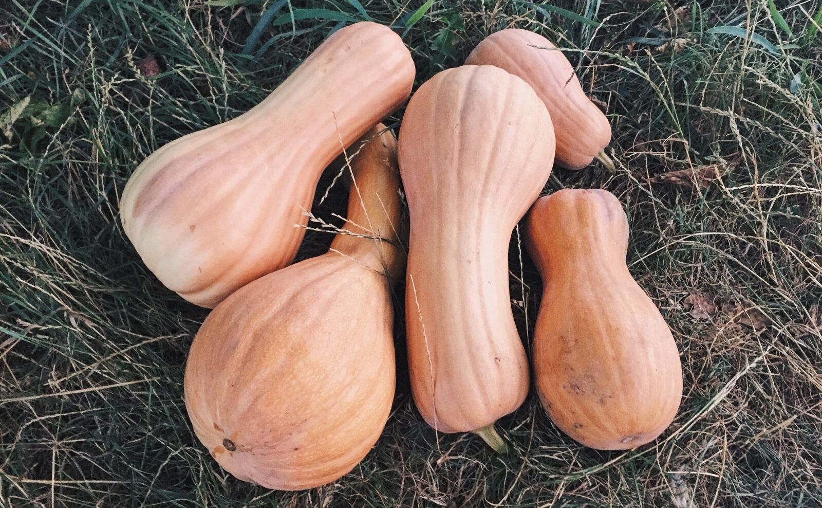 Apple iPhone 6 sample photo. Summer, pumpkin, vegetables photography