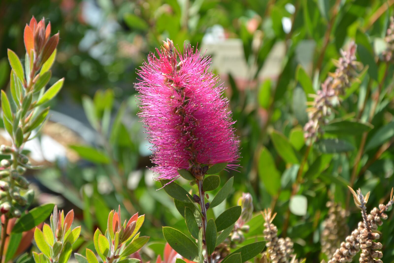 Nikon D5200 sample photo. Flower, pink flower, ears photography