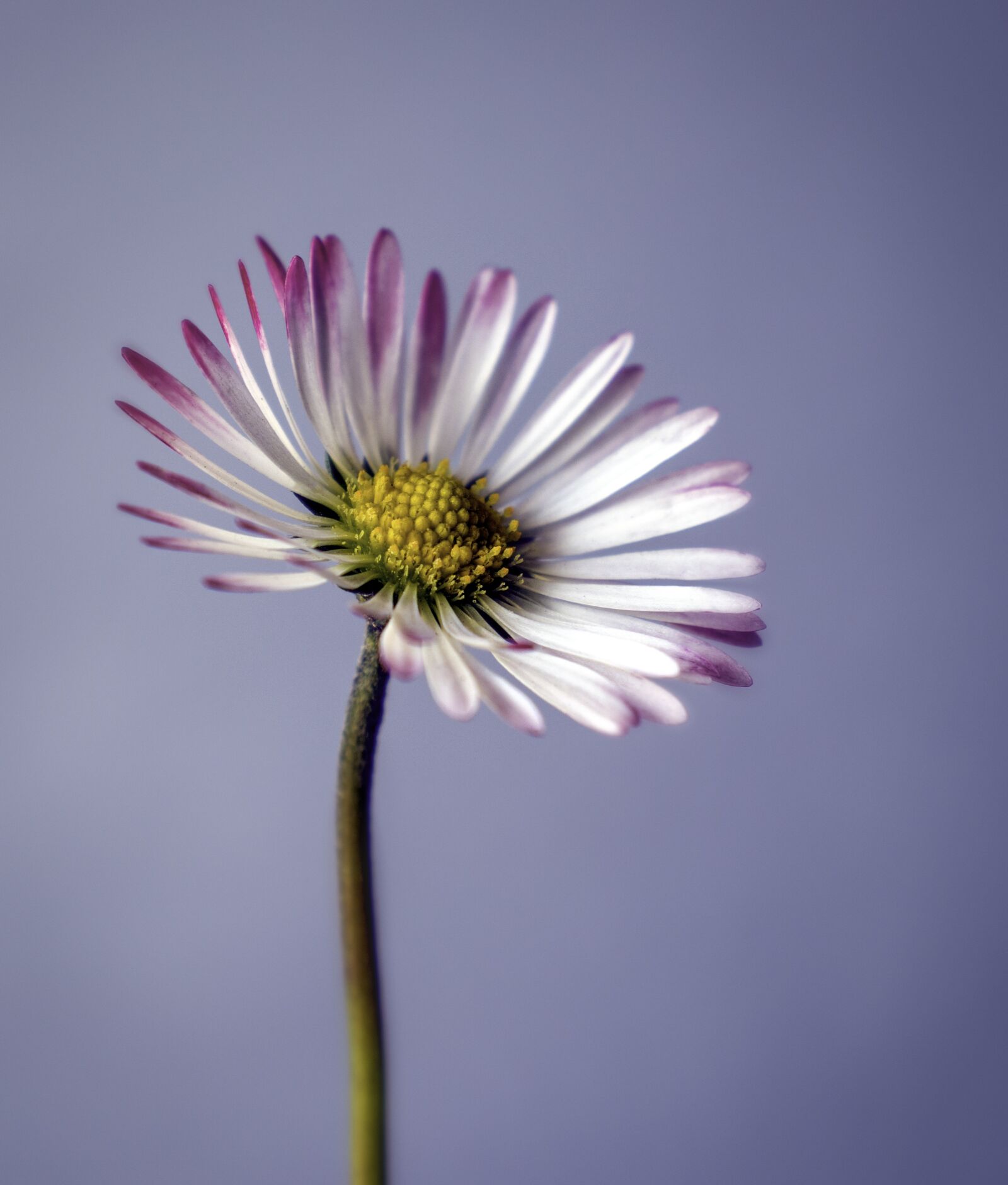 Canon EOS 800D (EOS Rebel T7i / EOS Kiss X9i) sample photo. Daisy, flower, bloom photography
