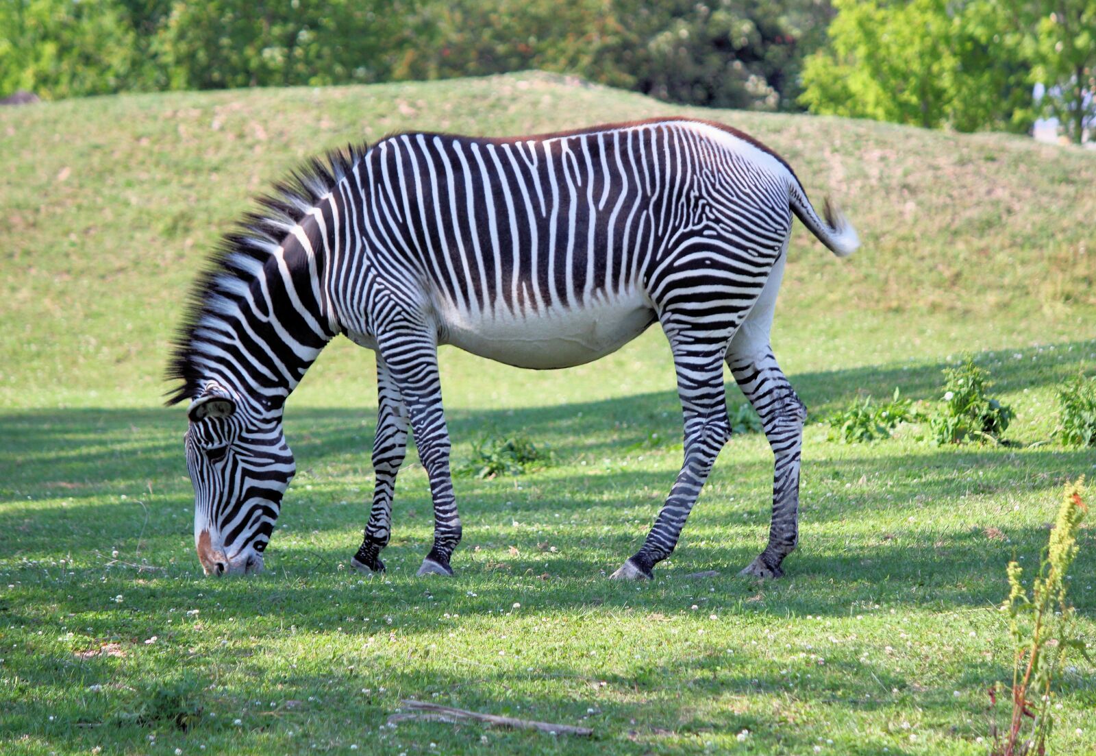 Canon EOS 550D (EOS Rebel T2i / EOS Kiss X4) sample photo. Zebra, wild ginger, african photography