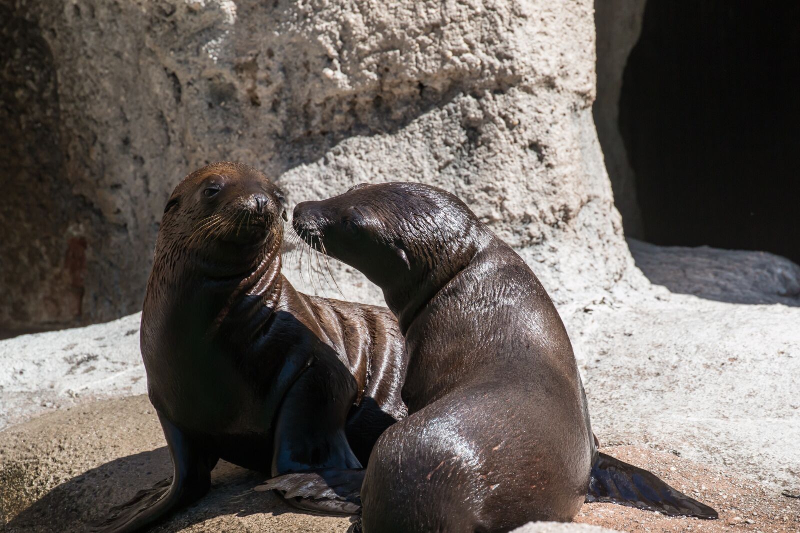 Canon EOS 70D + Canon EF 100-400mm F4.5-5.6L IS II USM sample photo. Sea lion, pup, baby photography