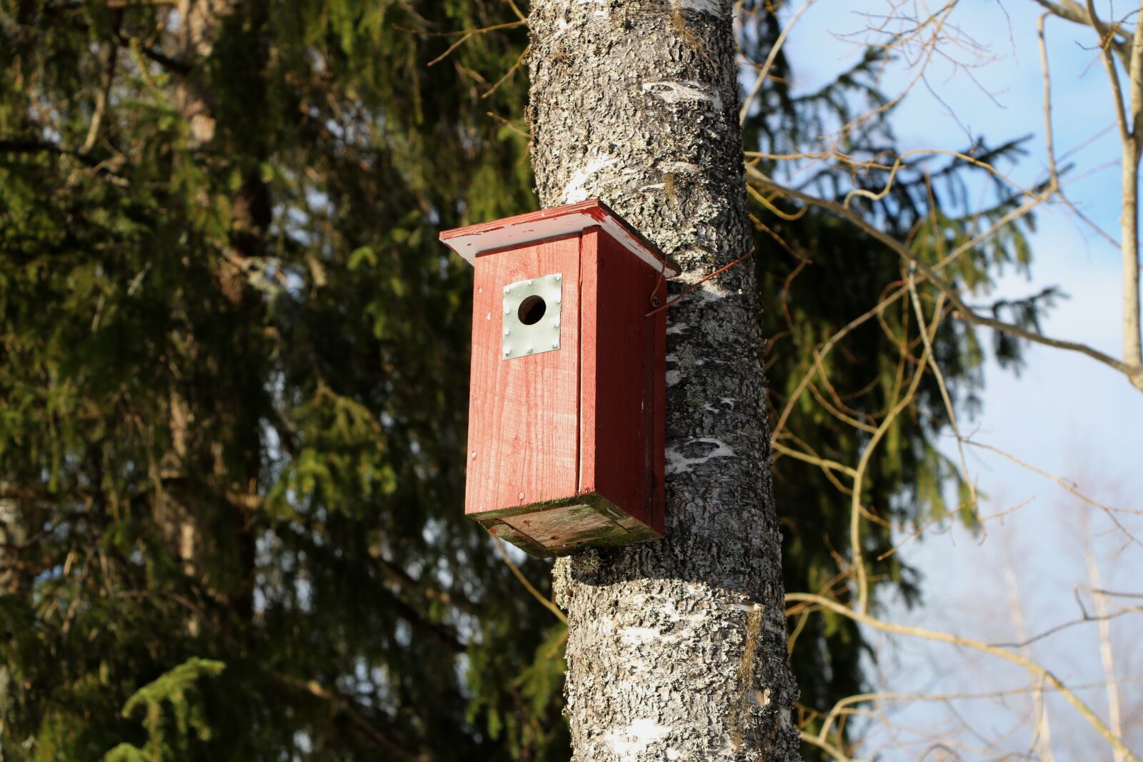Canon EOS 750D (EOS Rebel T6i / EOS Kiss X8i) sample photo. Tree, nature, birdhouse photography