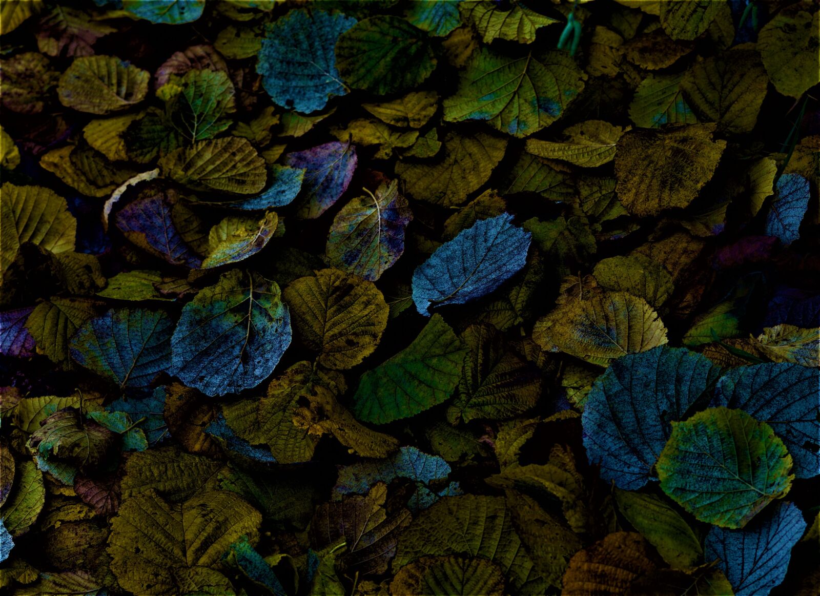Sony FE 50mm F1.8 sample photo. Autumn, background, november photography