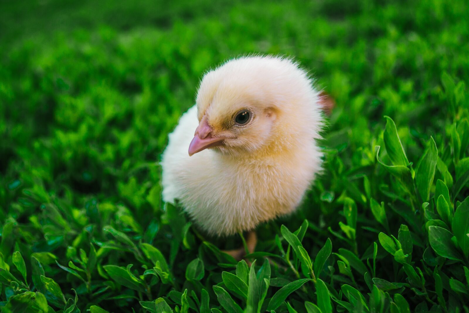 Nikon D3100 sample photo. Chicken, little, bird photography