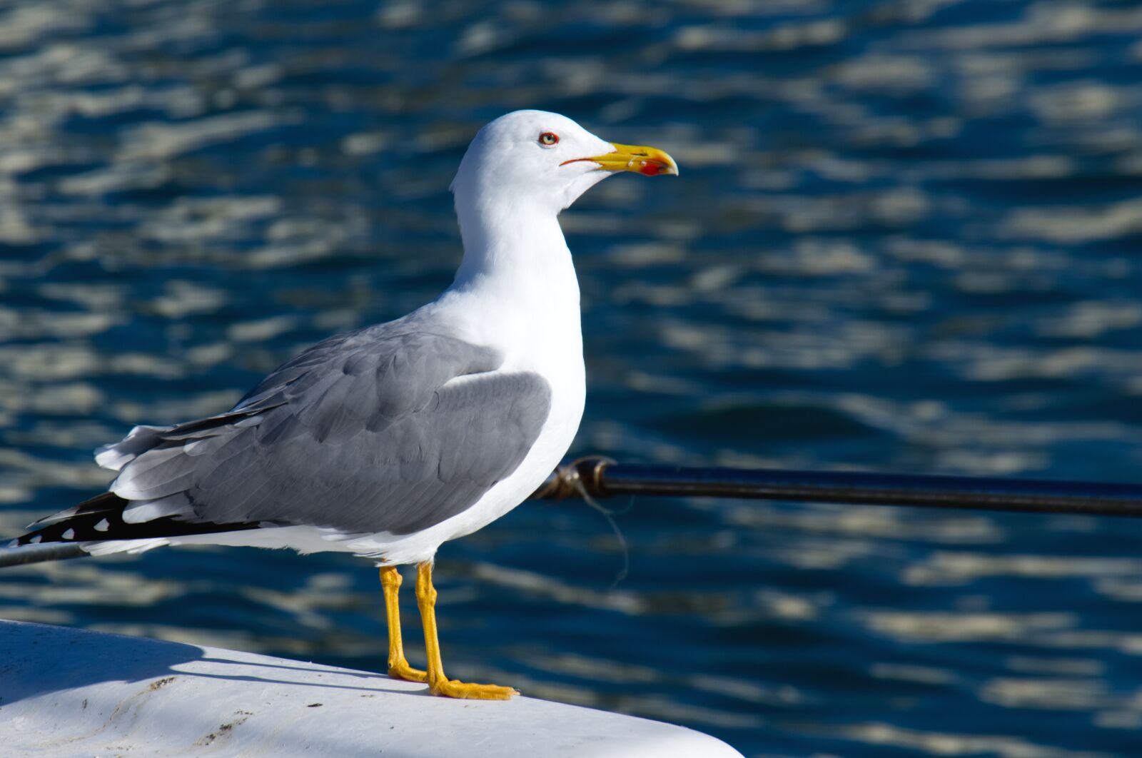 Fujifilm X-A2 sample photo. Seagull, gull, bird photography