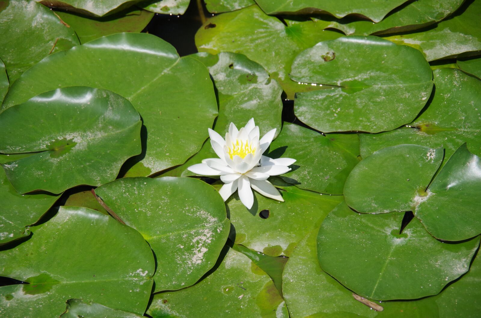 Pentax K-50 sample photo. Lotus, lotus flower, natural photography