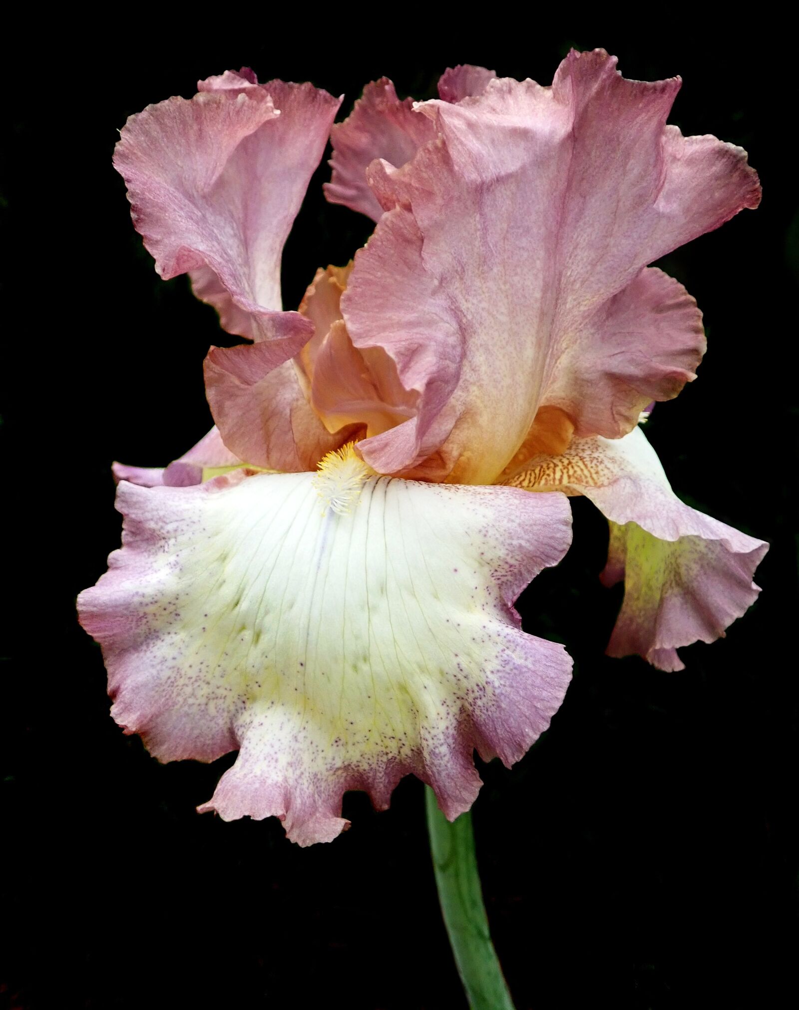 Olympus TG-5 sample photo. Flower, pink, iris photography